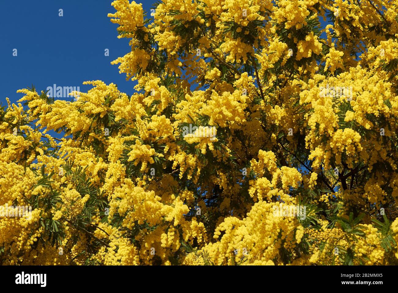 Gelbe Blüte der Akaia dealbata Stockfoto