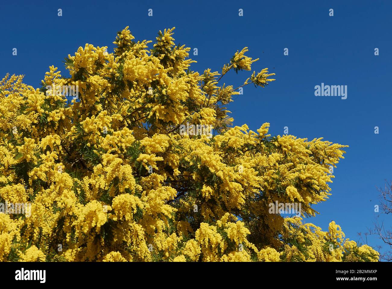 Gelbe Blüte der Akaia dealbata Stockfoto