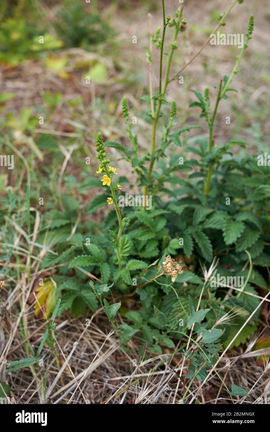 Agrimonia eupatoria frische Blätter von Blumen Stockfoto