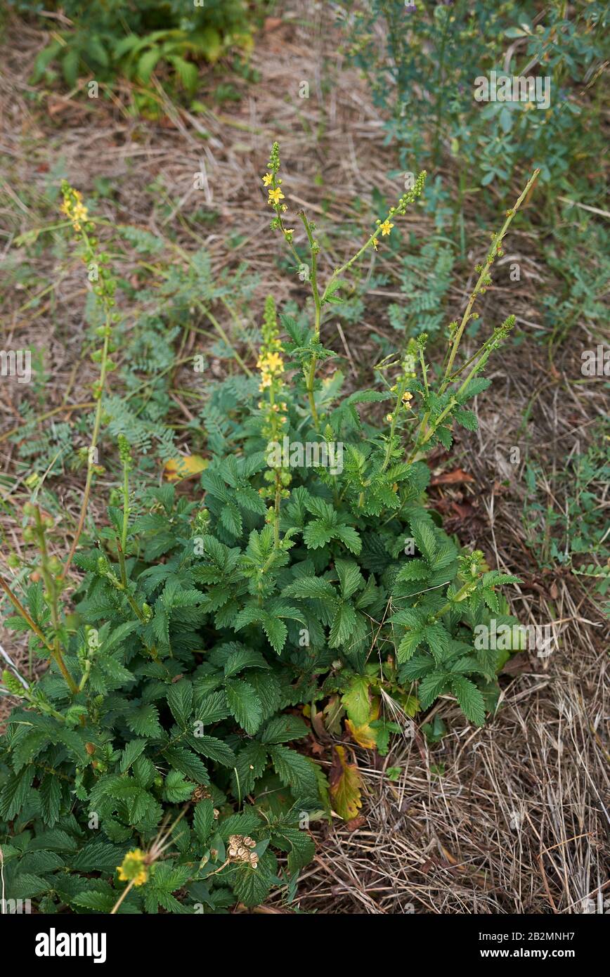 Agrimonia eupatoria frische Blätter von Blumen Stockfoto