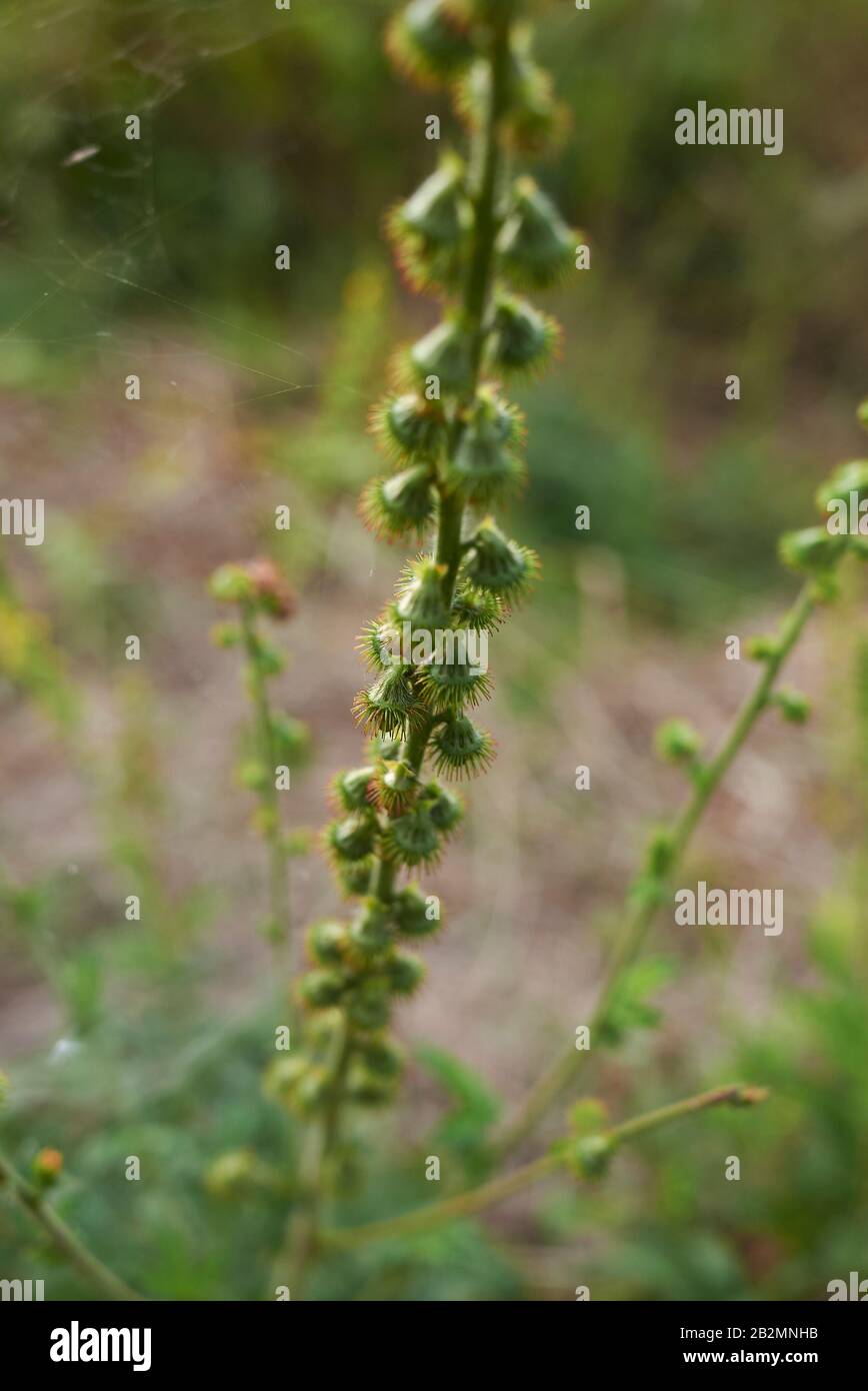 Agrimonia eupatoria frische Blätter von Blumen Stockfoto