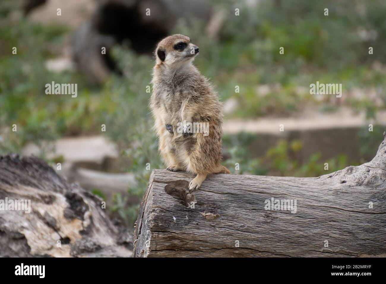 Portrait ein süßes Meerkat auf einem Log Stockfoto