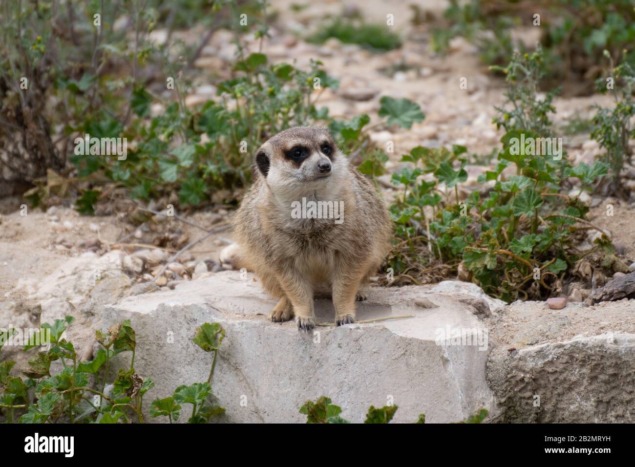 Portrait ein süßes Meerkat in Alarmbereitschaft auf einem Felsen Stockfoto