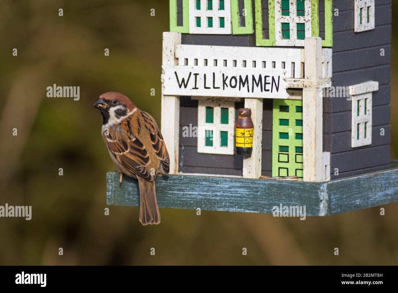 Eurasischer Baumpfeil (Passer montanus), der Samen aus dekoriertem Gartenbirdfeeder/Vogelzubringer isst Stockfoto