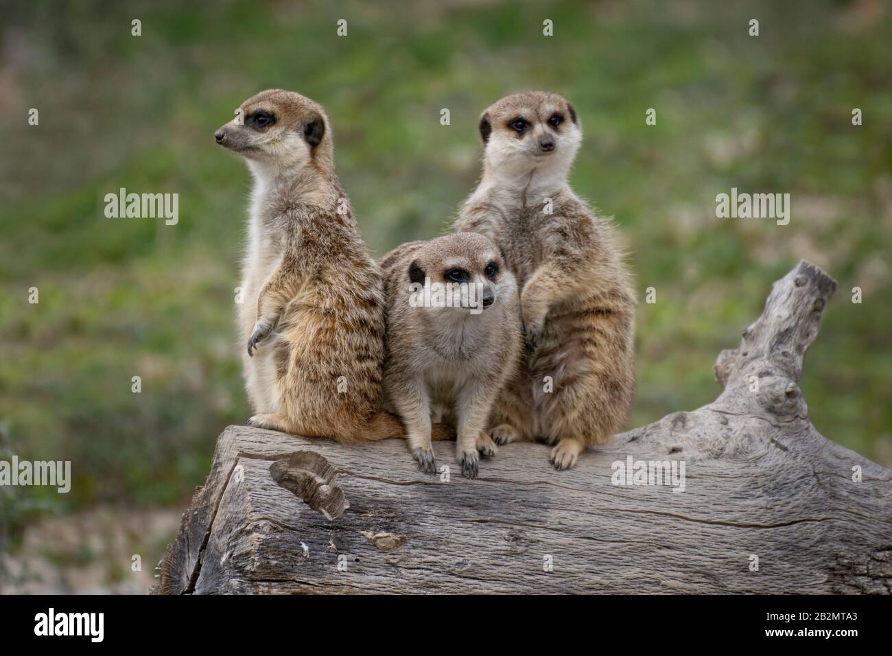Porträt von drei niedlichen Wildmäusen auf einem Holzklo in freier Wildbahn Stockfoto