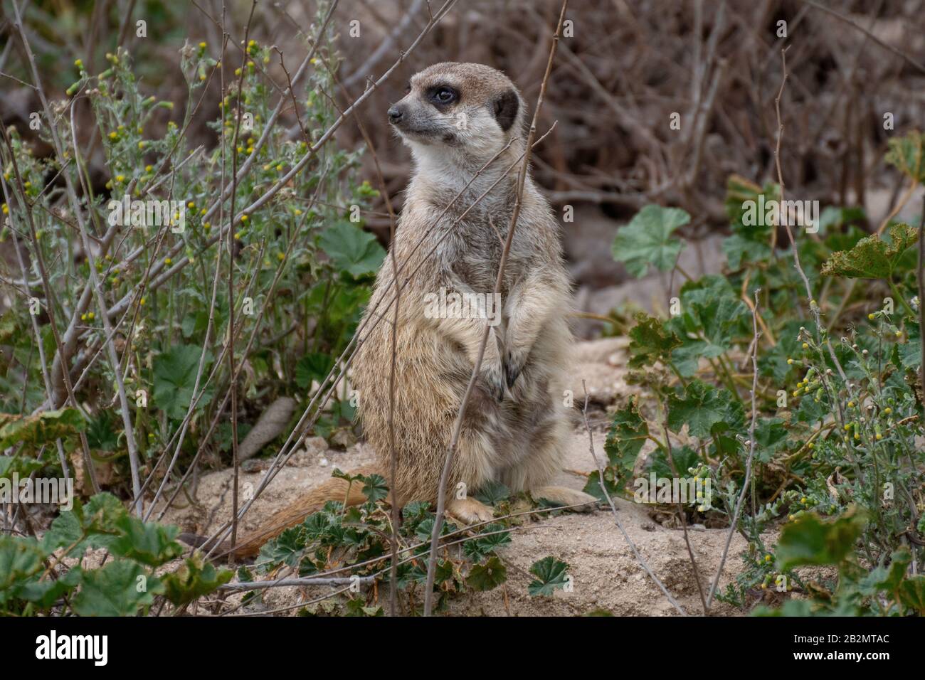 Portrait ein süßes Meerkat in Alarmbereitschaft auf dem Gras in freier Wildbahn Stockfoto