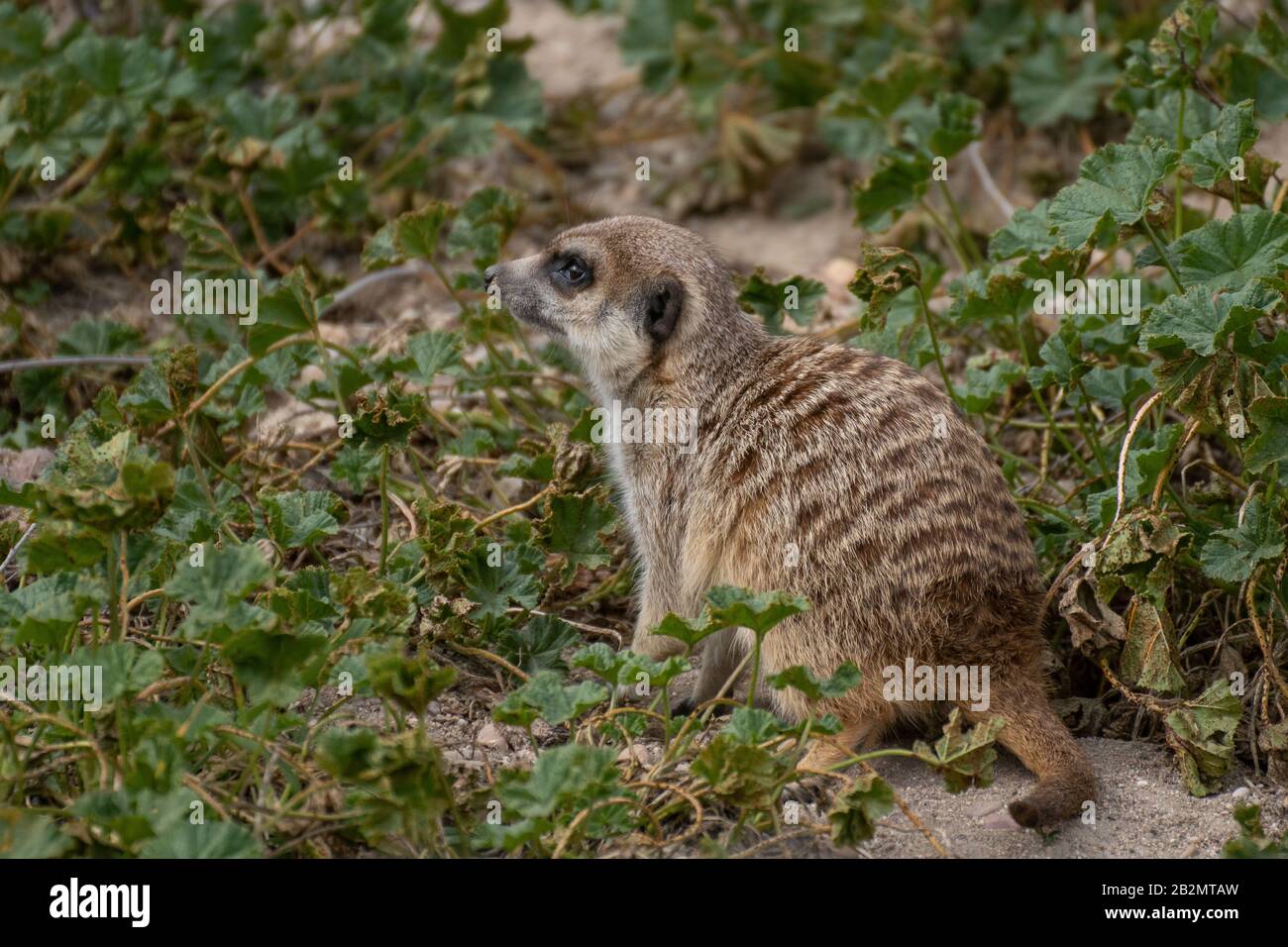 Portrait ein süßes Meerkat in Alarmbereitschaft auf dem Gras in freier Wildbahn Stockfoto
