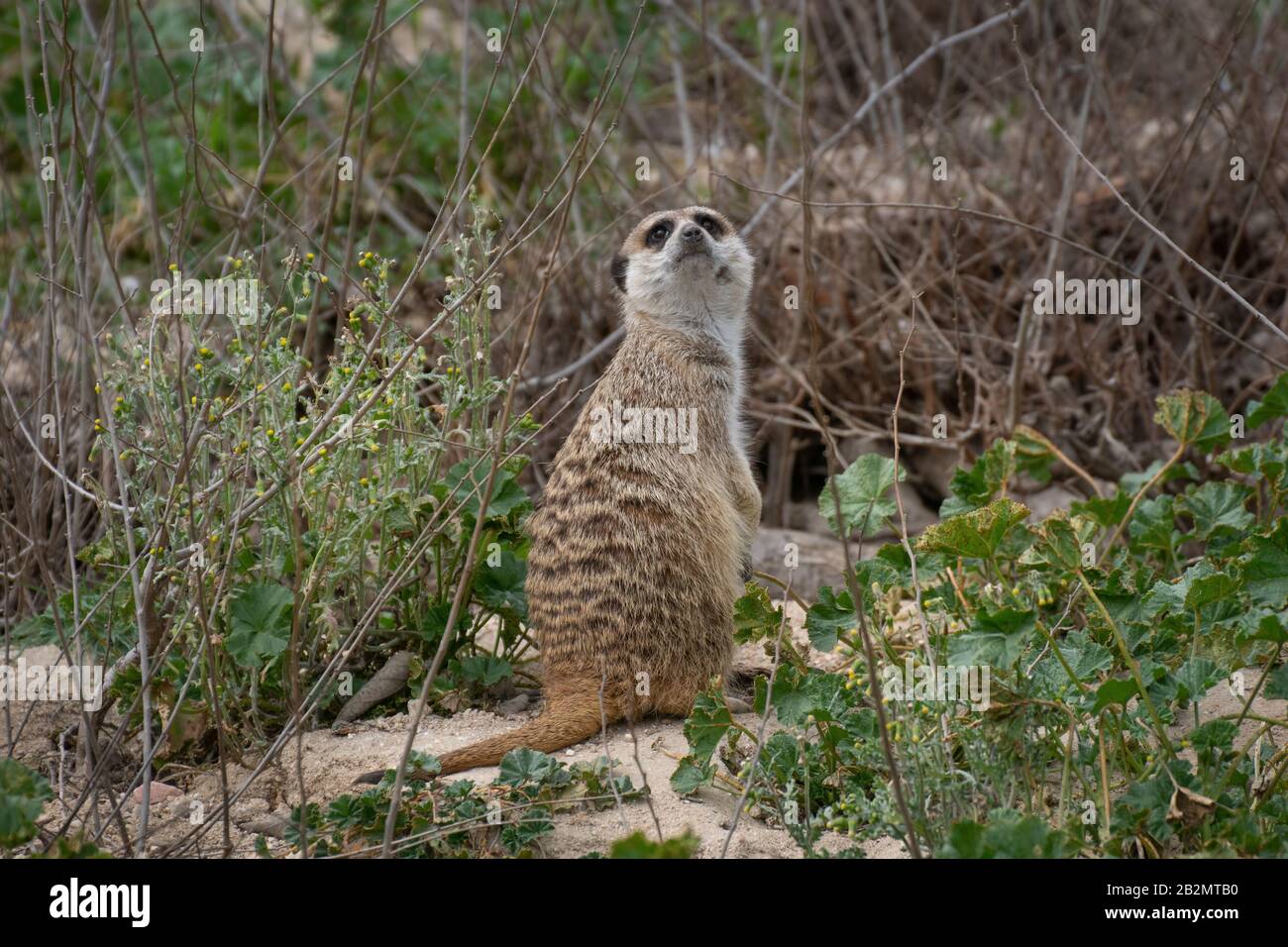 Portrait ein süßes Meerkat in Alarmbereitschaft auf dem Gras Stockfoto