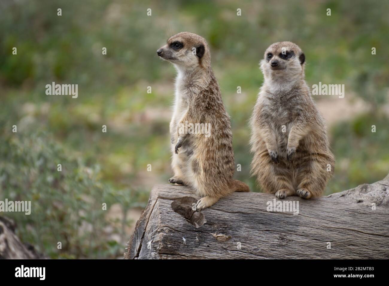 Hochformat: Zwei süße Meerkat in Alarmbereitschaft auf einem Logbuch in freier Wildbahn Stockfoto