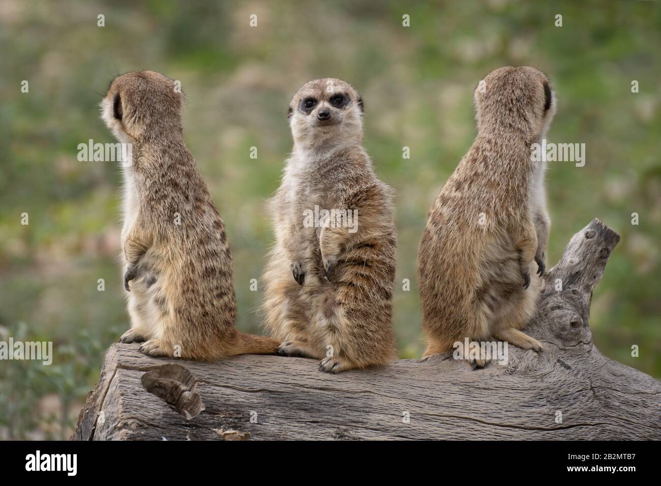 Porträt von drei niedlichen Wildmäusen auf einem Holzklo in freier Wildbahn Stockfoto