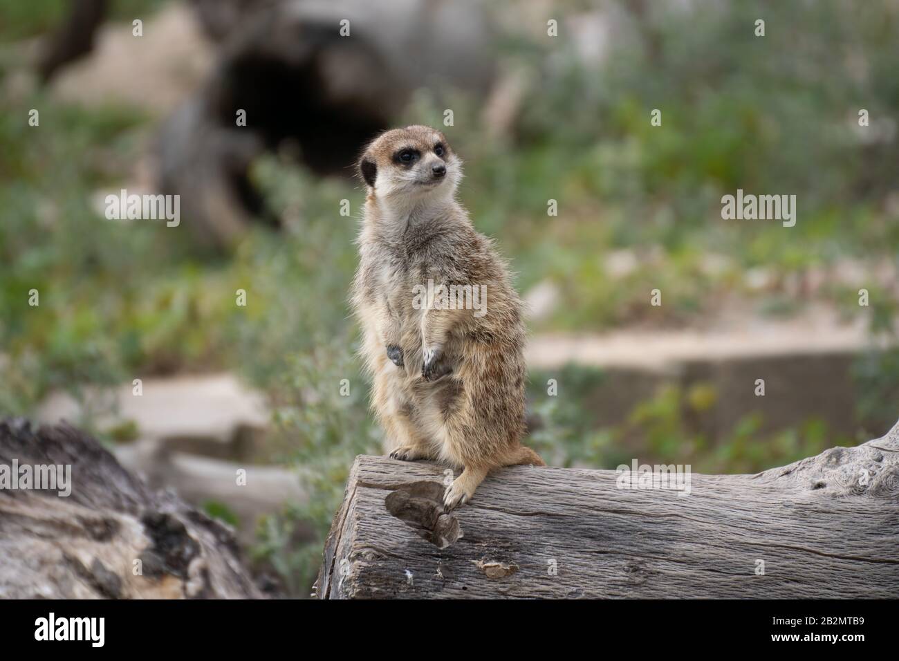 Portrait ein süßes Meerkat auf einem Log Stockfoto
