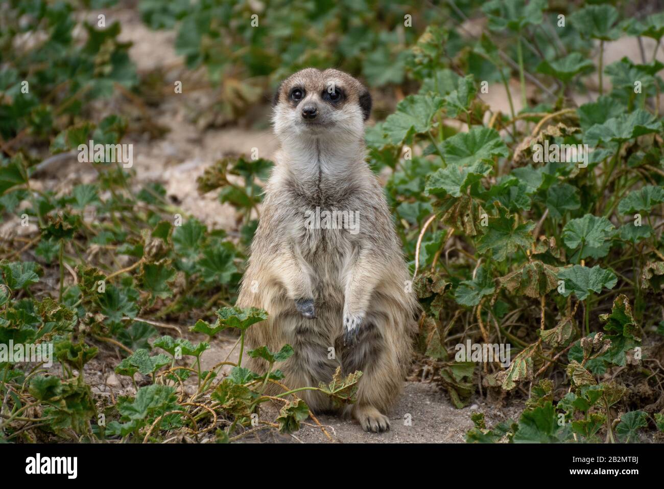 Portrait ein süßes Meerkat in Alarmbereitschaft auf dem Gras in freier Wildbahn Stockfoto