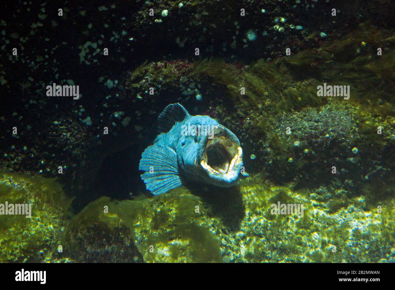 Atlantischer Wolffisch/Seawolf/atlantischer Wels/Ozeanfisch/Teufelsfisch/Wolfsaal (Anarhichas lupus) unter Wasser auf dem Meeresboden Stockfoto