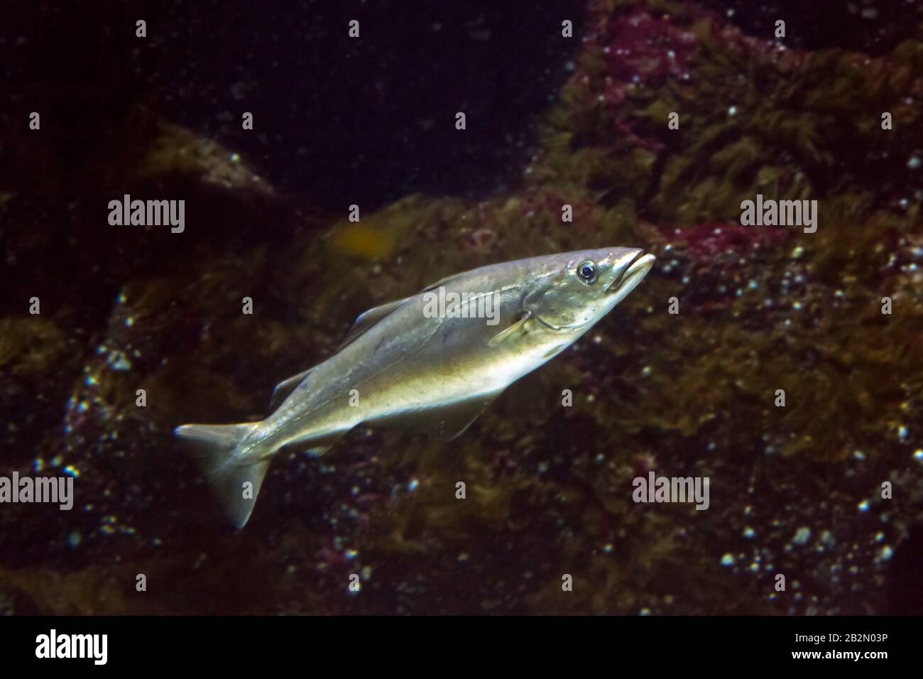 Atlantischer Pollock/europäischer Pollock/atlantischer Pollack/europäischer Pollachs (Pollachius pollachius/Gadus pollachius) Schwimmen unter Wasser Stockfoto