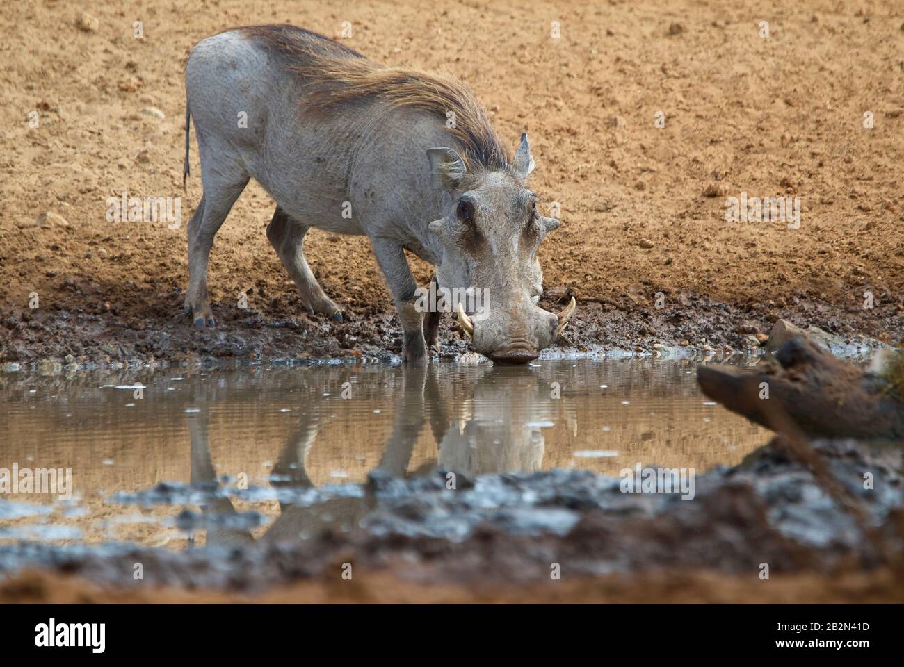 Ein Warthog beobachtet die Umgebung beim Trinken an einem Wasserloch sorgfältig Stockfoto