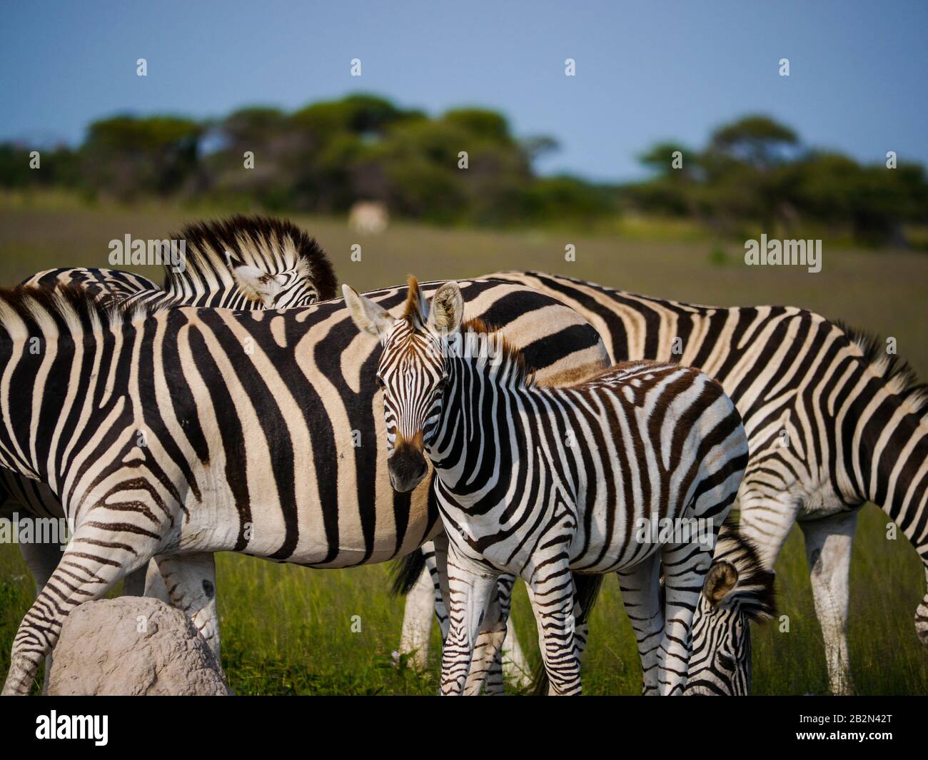 Der Zebra eines jungen Chapmans (Equus quagga chapmani) sieht in den Ebenen des Nxai Pan National Park‎ neugierig in der Kamera aus Stockfoto