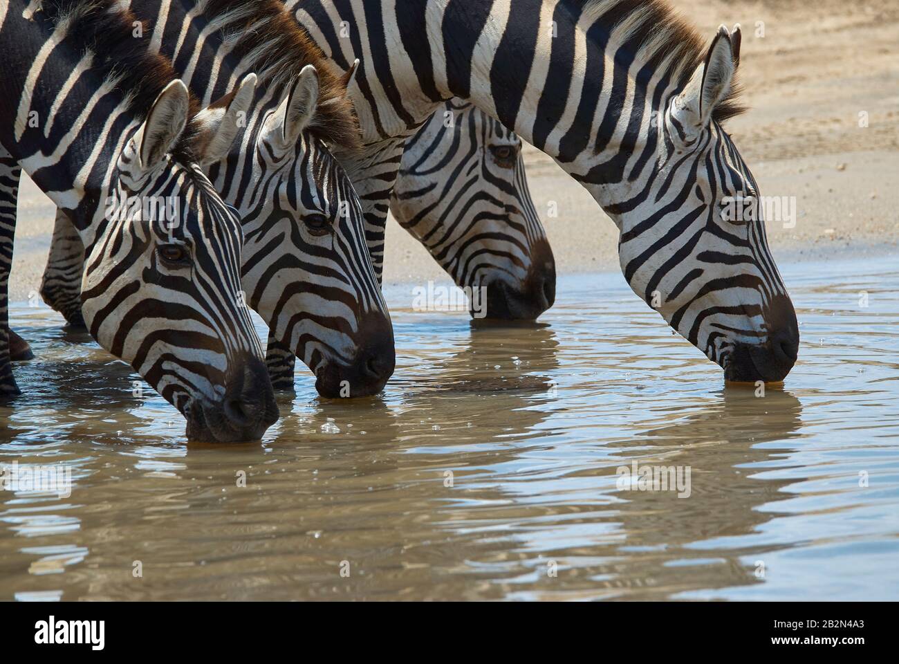 Eine Gruppe von Zebras, synchronisiertes Trinken Stockfoto
