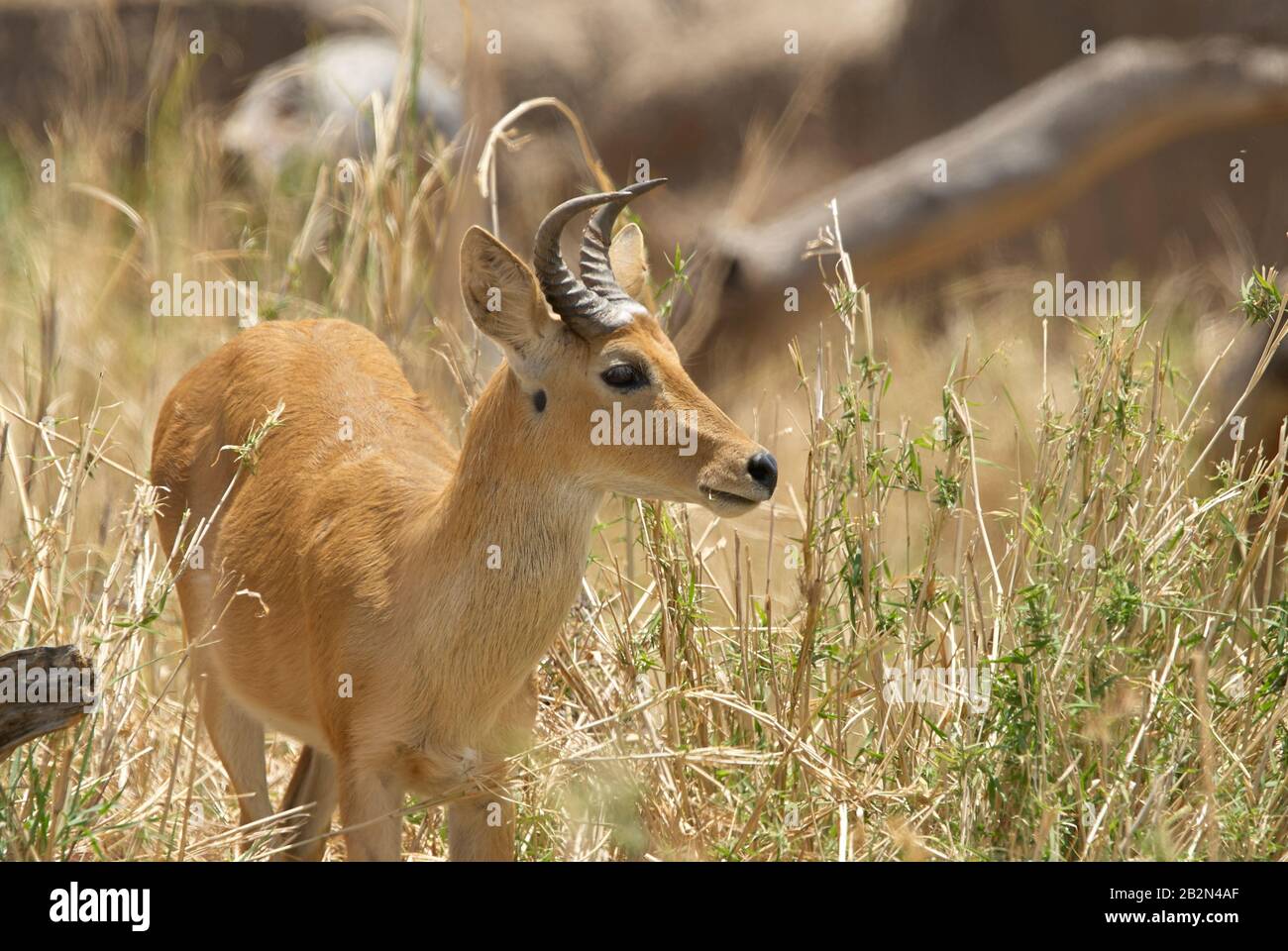 Bohor Reedbuck, ein seltener Bewohner im Tarangire Nationalpark Tansanias Stockfoto