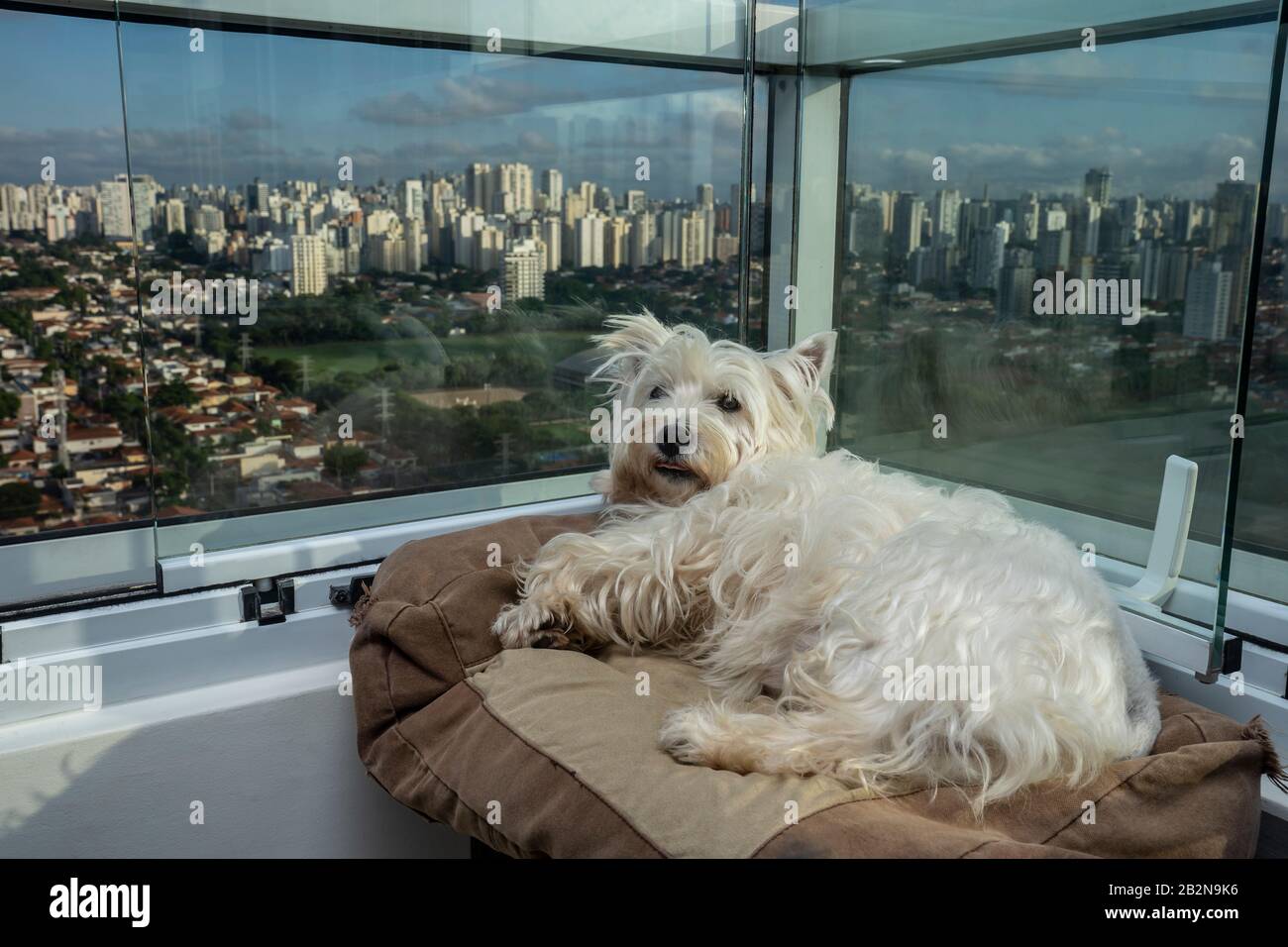 Hund zeigt Zunge. Süßer Westie Hund. Stockfoto