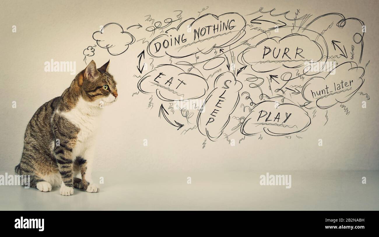 Durchdachte CAT-Planung für tägliche Aktivitäten. Sitzender, durchgehender Tomcat, der beiseite schaut, um Ziele als Skizzen auf grauem Hintergrund zu setzen. Heutiges Hauptkätzchen pur Stockfoto