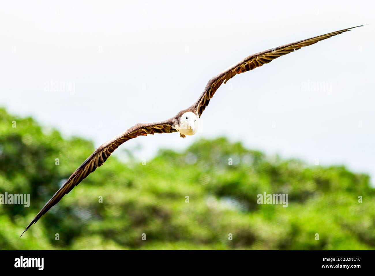 Fregatte Vogel Fliegen mit der Kamera geschossen mit kurzer Reichweite Stockfoto