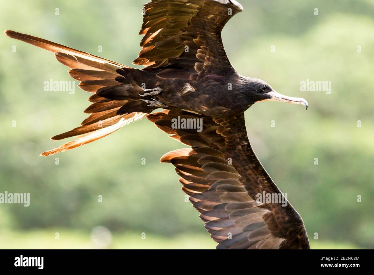 Ein Fregatebird wird während des Fluges mit vollständig ausgestreckten Flügeln gefangen und zeigt detaillierte braune und dunkle Federn. Der lange, spitz zulaufende Schnabel und der stromlinienförmige Körper des Vogels sind bei Sonnenlicht sichtbar Stockfoto
