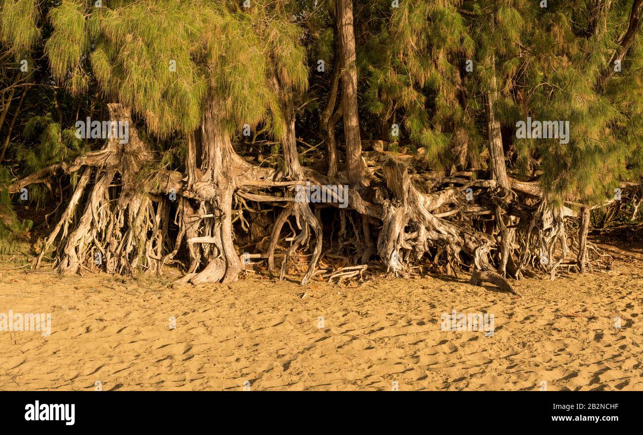 Panoramablick auf die Erosion zum Ke'e-Strand durch Meereswellen unter Bäumen und Wurzelwerk im Sand Stockfoto