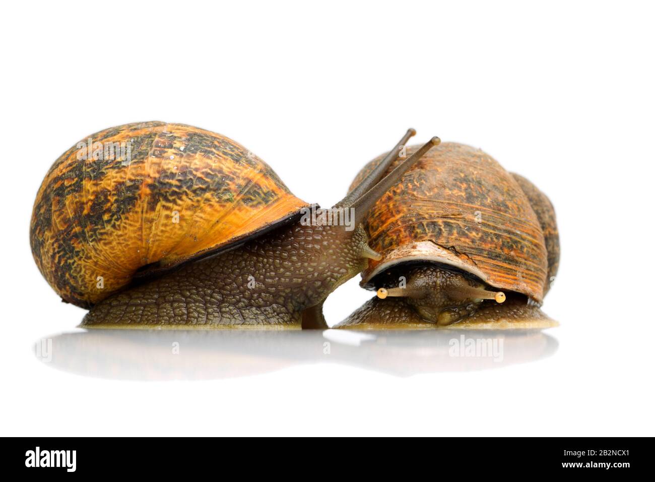 Zwei Gartenschnecken Auf WEISSEM Grund, Die Nur auf Den Anderen Zuschauen Und So Aussehen, Als Ob Sie Dem Anderen EINEN Kuss Geben Stockfoto