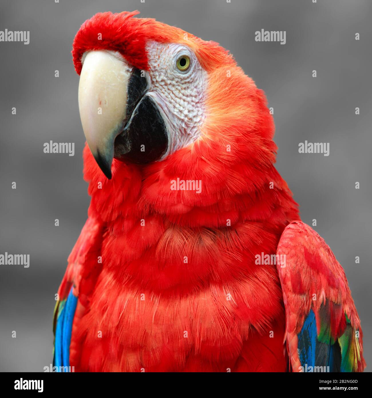 Der Scarlet Macaw Ist EIN Großes Farbenfrohes Macaw, Das Es in Richtung Damp Perennial Wood Im amerikanischen tropischen Bereich Vom extremen Südorient eingebürgert Ist Stockfoto