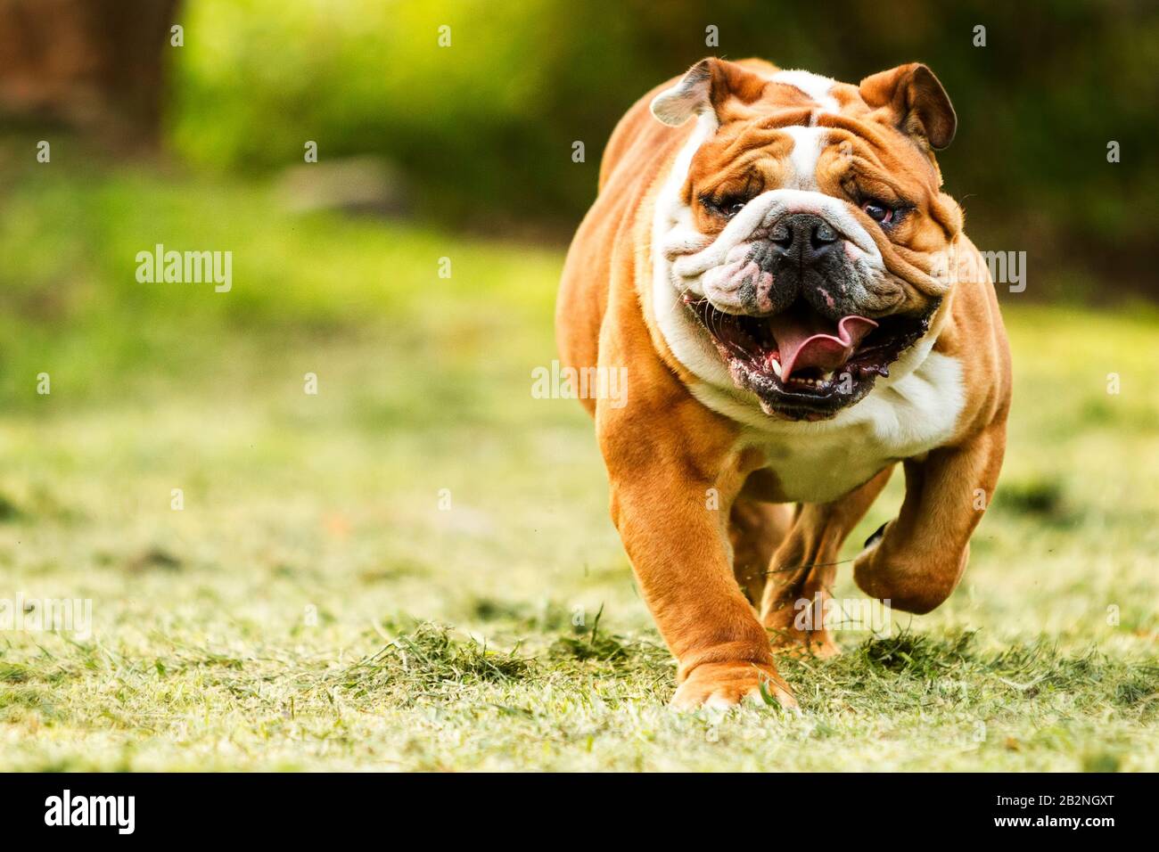 Durchblutete Englische Bulldogge, Die Sich In Richtung Der Gesichtsnaht Der Spiegelreflexkamera Bewegt Stockfoto