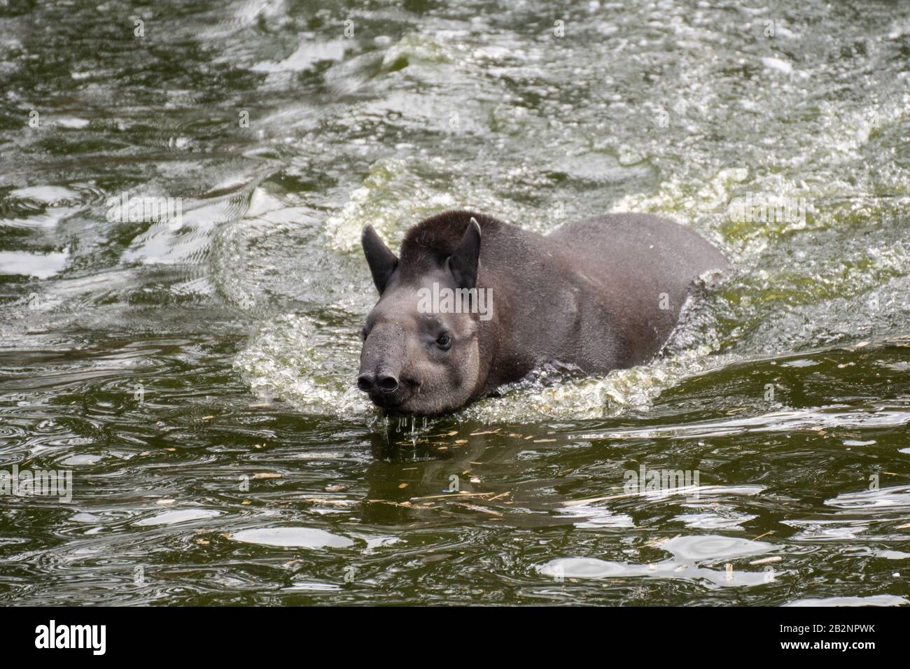 Porträt eines südamerikanischen Tapir Schwimmen im Wasser in seiner Wildnis Stockfoto