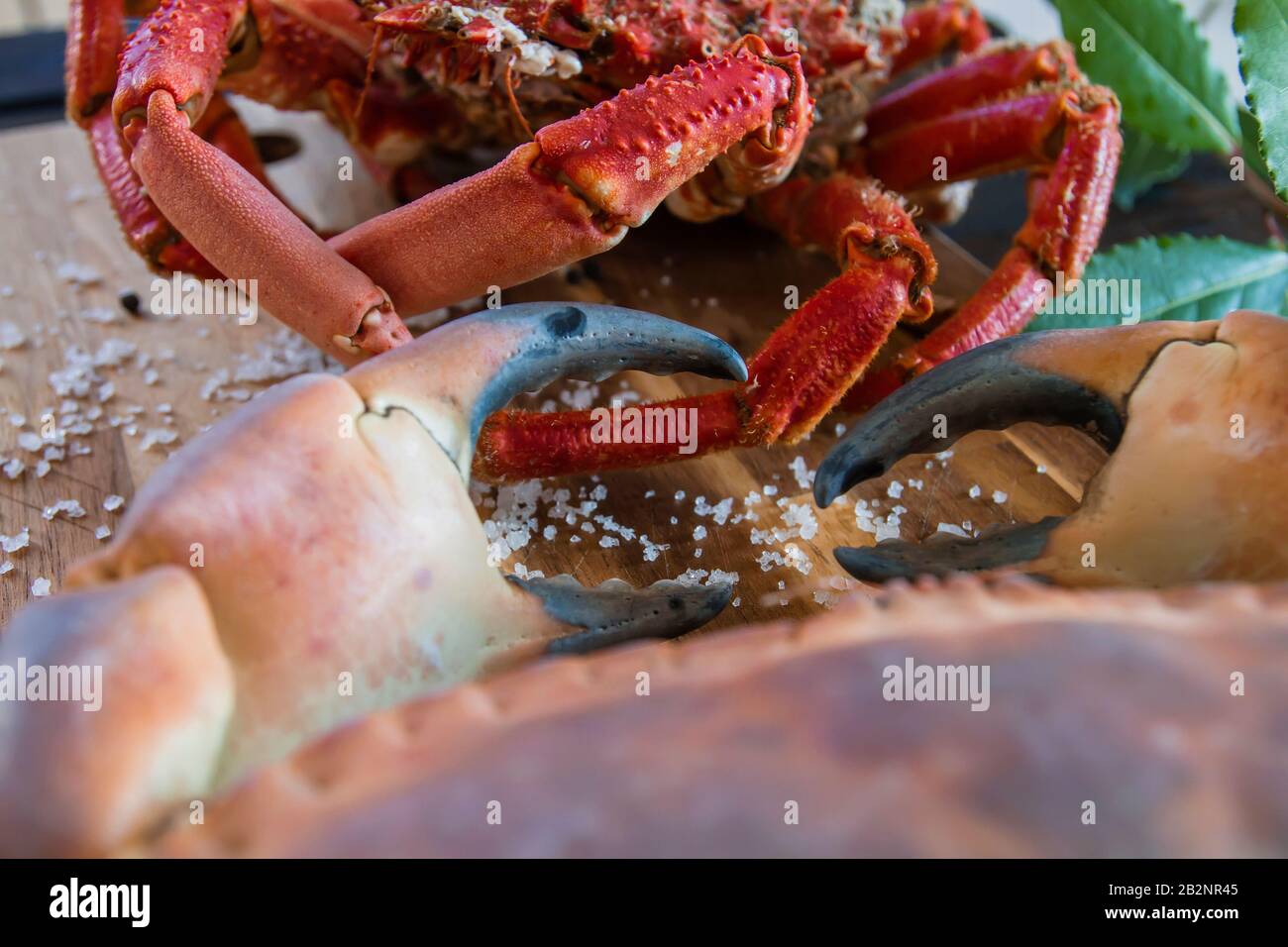 Gekochte braune Krabbe und Spinnenkrabbe in der hölzernen Küchenbrettung, köstliche Meeresfrüchte-Zubereitung Stockfoto