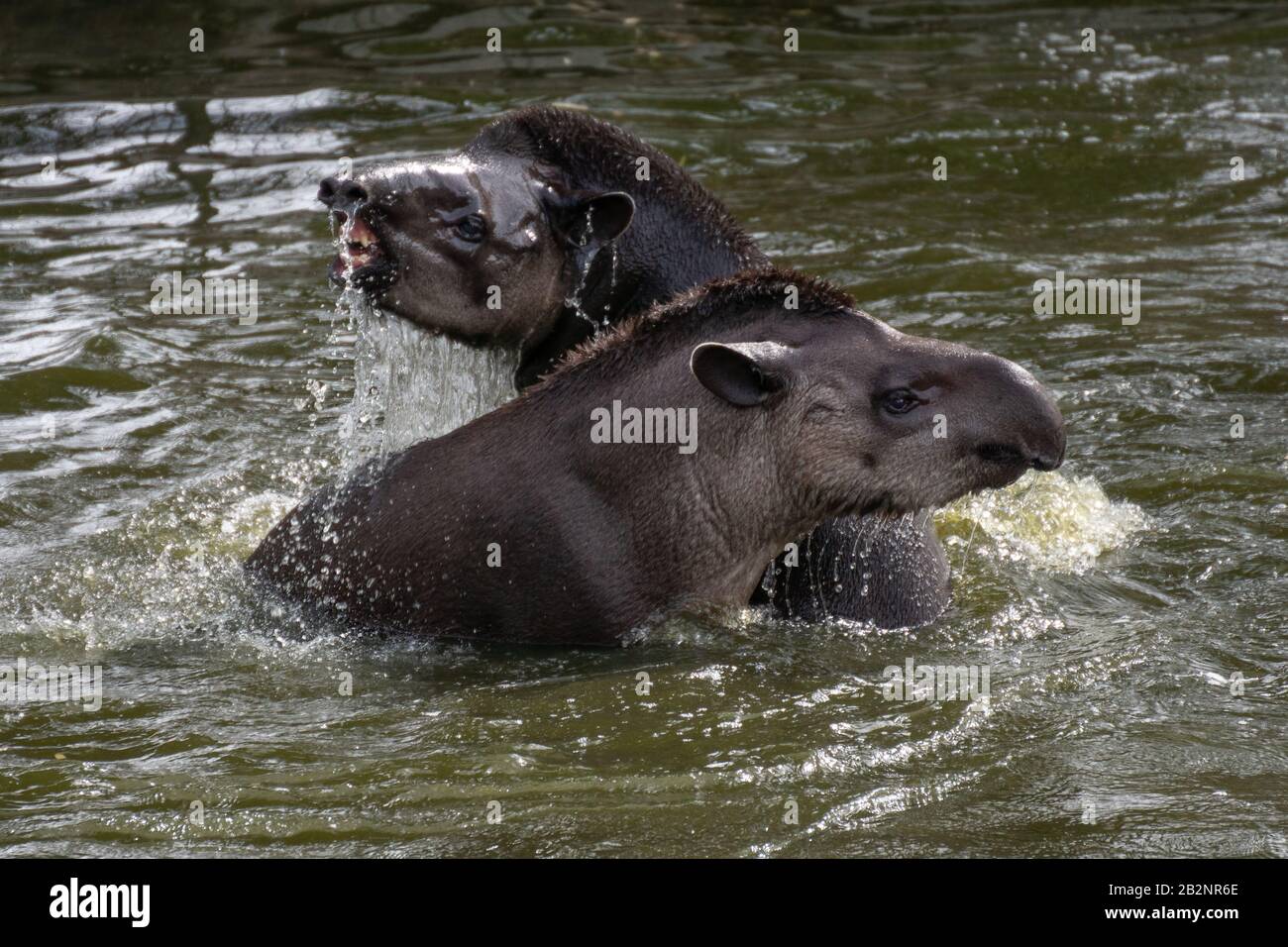 Porträt zweier südamerikanischer Tapire, die sich im Wasser bekämpfen und knacken Stockfoto
