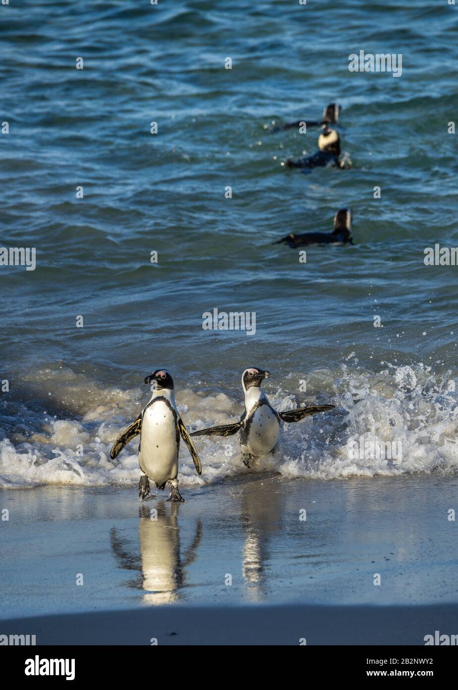 Afrikanische Pinguine spazieren aus dem Meer zum Sandstrand. Afrikanischer Pinguin auch als Jackasspinguin, Schwarzfußpinguin, bekannt. Wissenschaftlicher Name: S Stockfoto