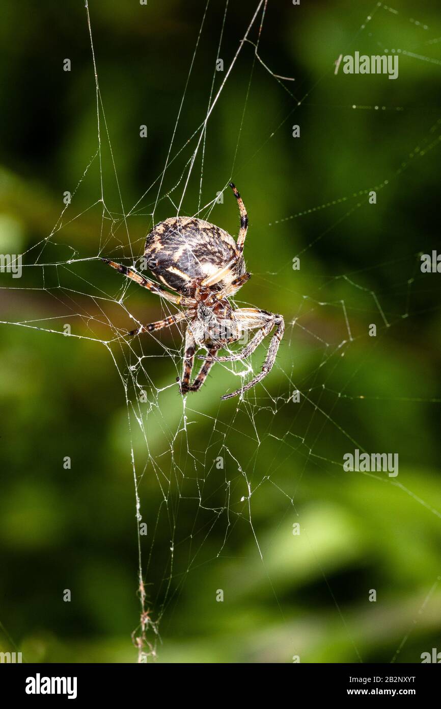 Bugs und Mini-Beasties, aufgenommen in RSPB, Saltholme, Seal Sands, Teesside, County Durham, England, Großbritannien Stockfoto