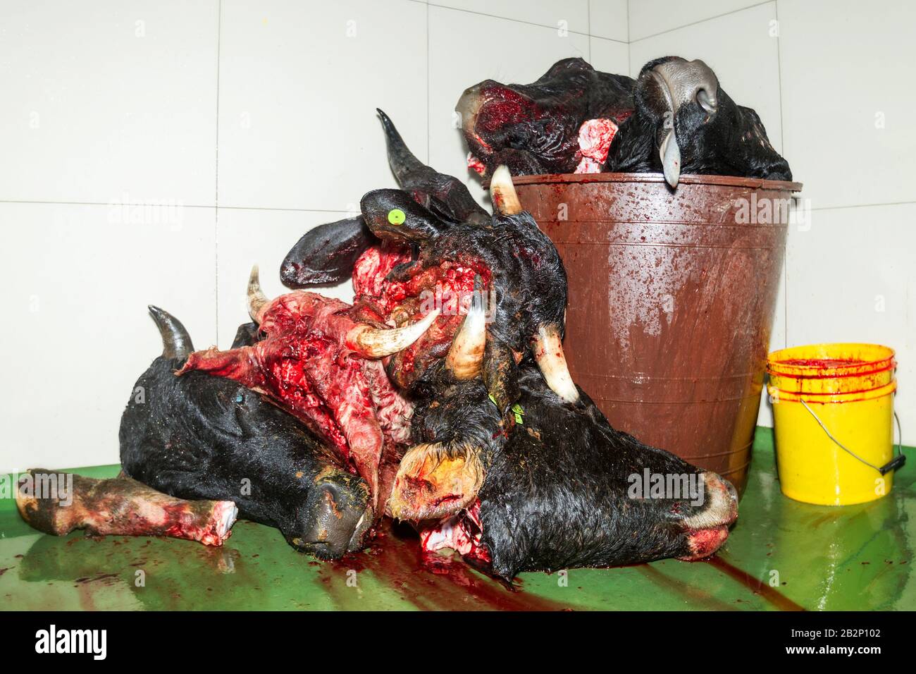 Haufen Von Tierköpfen Nach Der Entkapitation In Der Schreckenszene Des Schlachthofs Stockfoto
