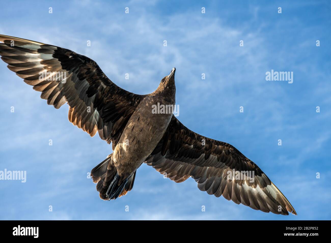 Great Skua im Flug auf blauem Himmel Hintergrund. Wissenschaftlicher Name: Catharacta skua. Untere Ansicht. Stockfoto
