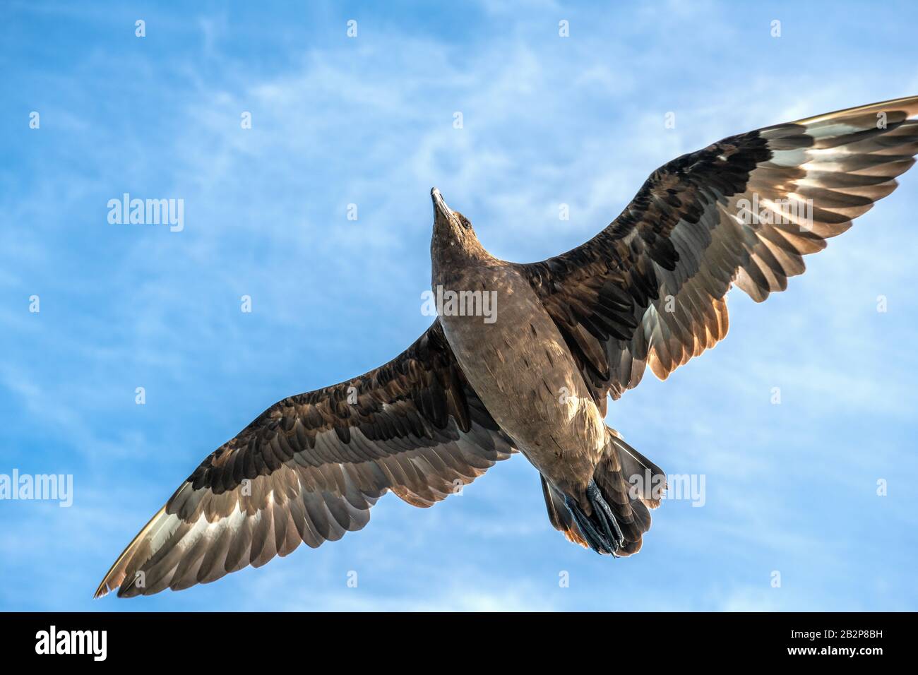 Great Skua im Flug auf blauem Himmel Hintergrund. Wissenschaftlicher Name: Catharacta skua. Untere Ansicht. Stockfoto