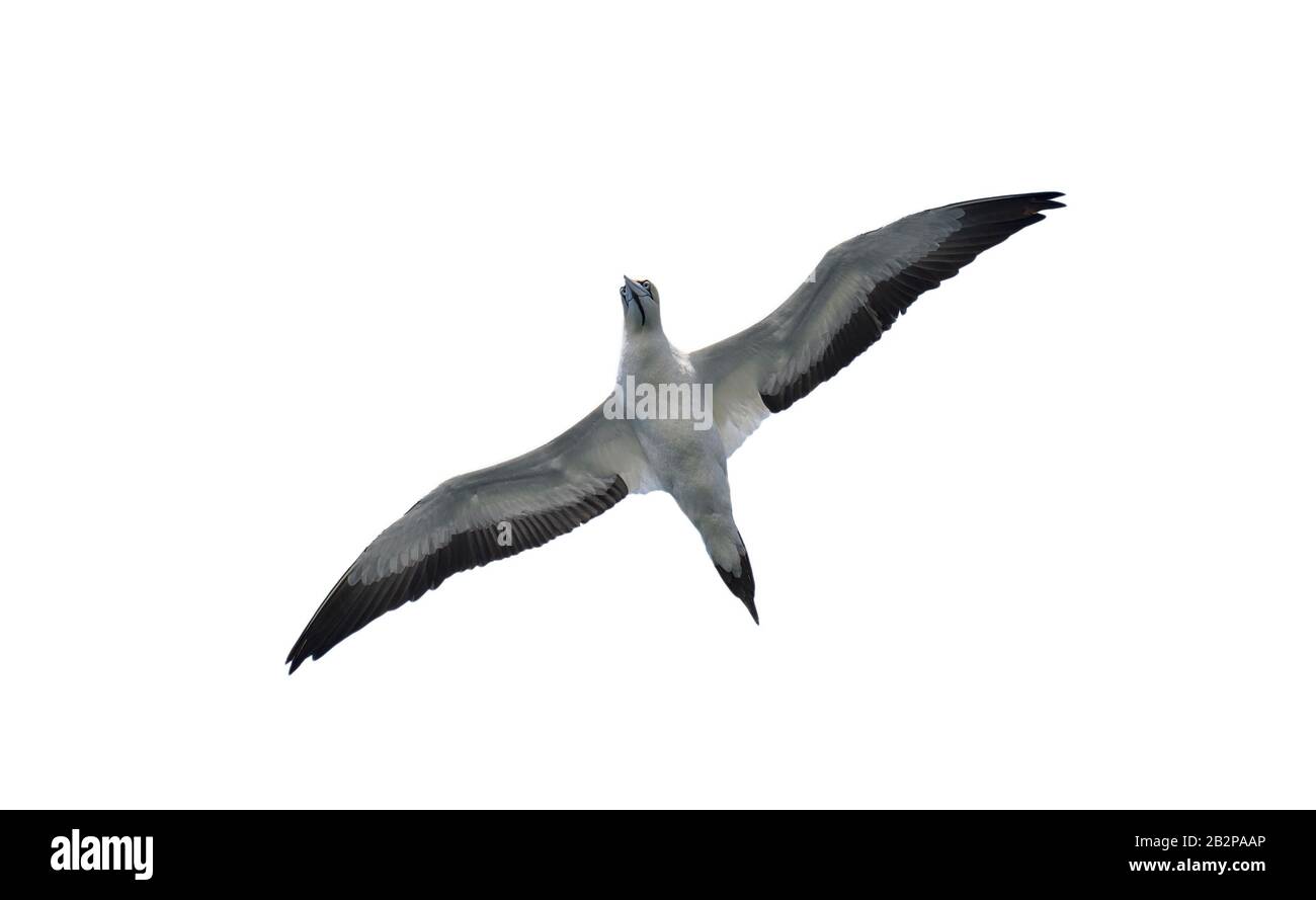 Das Cape Gannet im Flug isoliert auf weißem Hintergrund, Unterseite. Wissenschaftlicher Name: Morus Capensis, ursprünglich Sula Capensis, ist ein großer Seevogelkopf Stockfoto