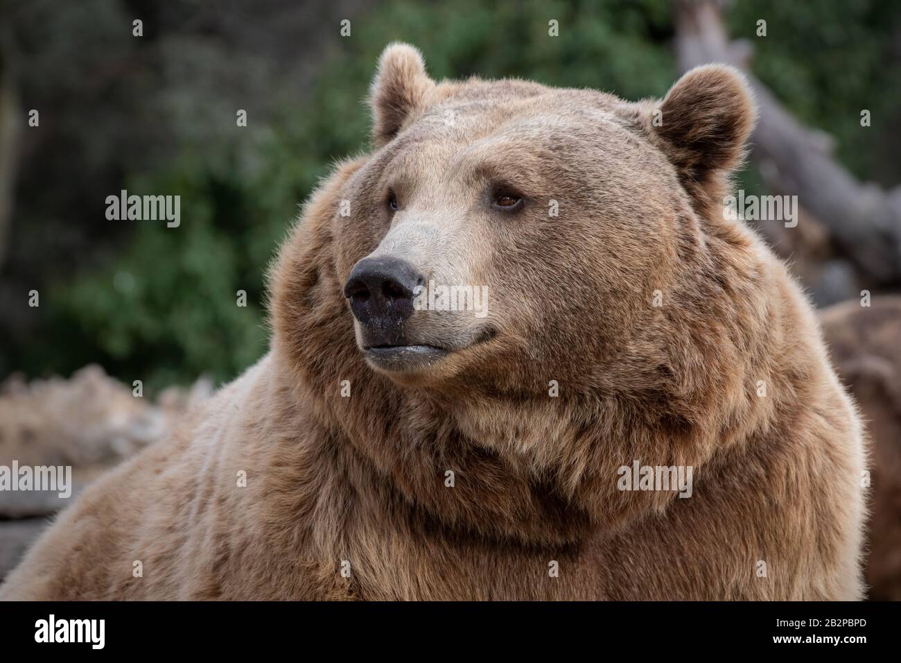 Gesichtsporträt eines braunen Bären mit süßem Blick im Wald Stockfoto
