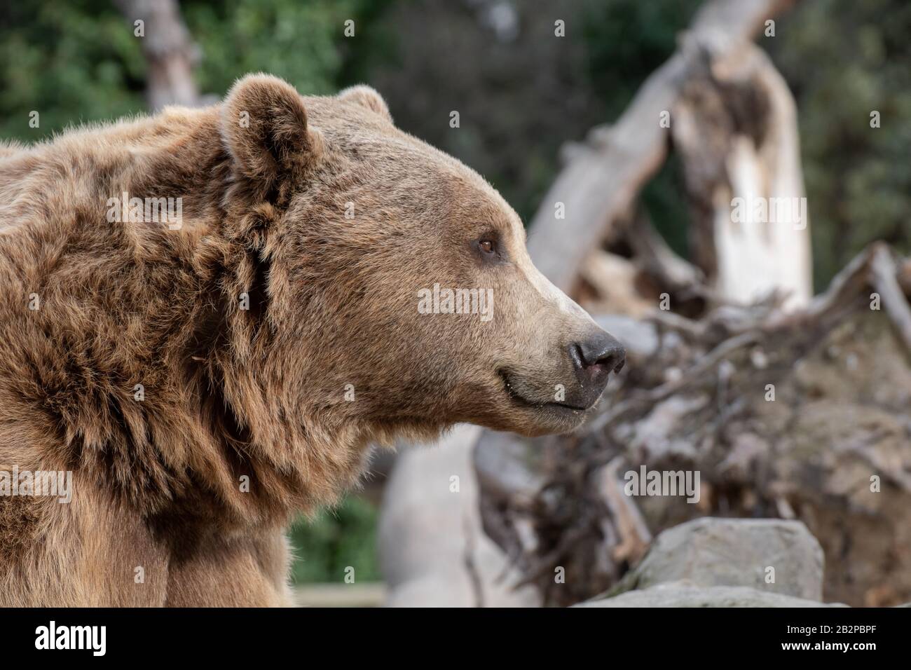 Gesichtsporträt eines braunen Bären mit süßem Look und Profilansicht Stockfoto