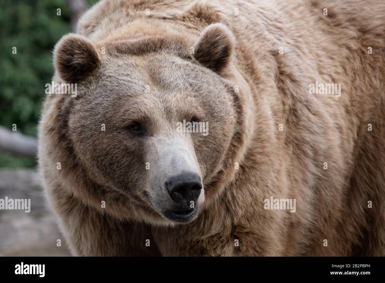 Gesichtsporträt eines braunen Bären mit süßem Blick im Wald Stockfoto