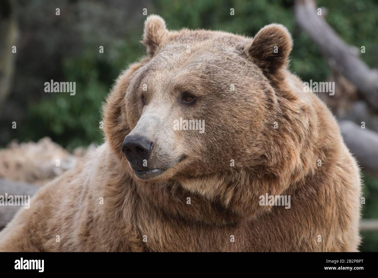 Gesichtsporträt eines braunen Bären mit süßem Blick im Wald Stockfoto