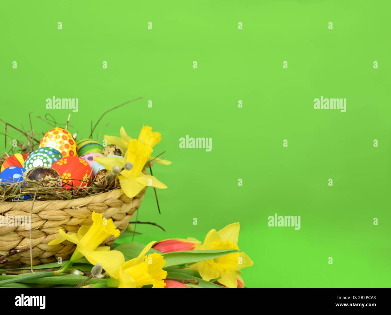 Frohe Ostern - bemalte Eier und Narzissen auf farbigem Hintergrund Stockfoto