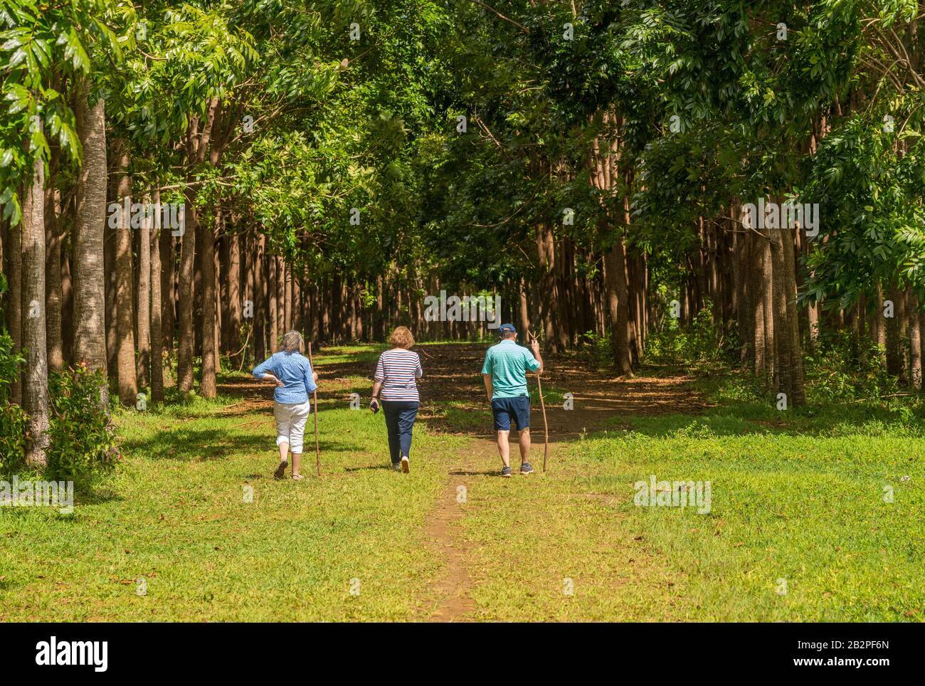 Ältere Erwachsene, die auf dem Wai Koa Loop Trail oder Track laufen, führen durch die Plantage von Mahogany Trees in Kauai, Hawaii, USA Stockfoto