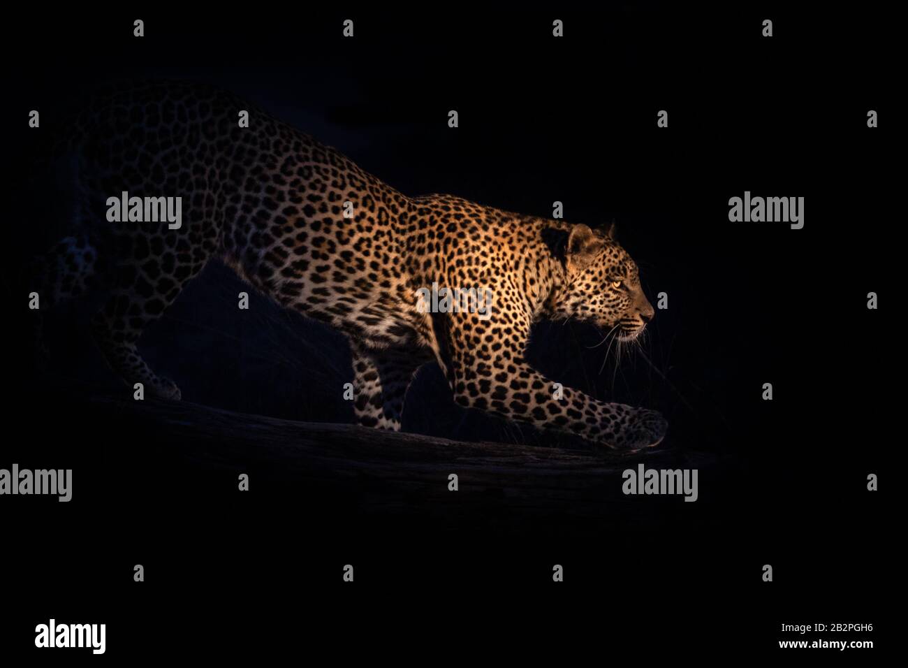 Leopardenjagd in der Nacht Südafrika Sabi Sande Reserve Kruger Nationalpark Stockfoto