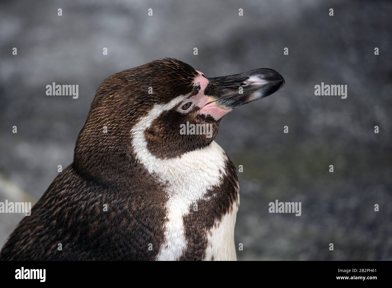 Afrikanische Pinguin - Spheniscus demersus oder Black footed Pinguin auf Rock Hintergrund. Marine wilden Vogel im Zoo niedlich, wasservogelabkommens isoliert auf felsigen backgr Stockfoto