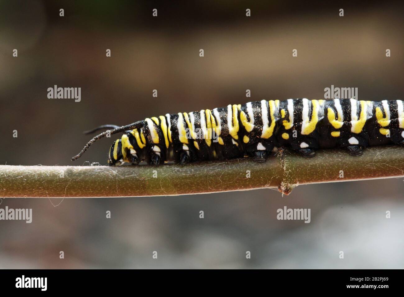 Raupe Monarchfalter Stockfoto