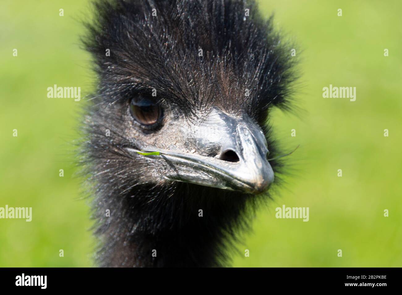 EMU in Mini Meadows Childrens Farm, Welford, Northamptonshire, England Stockfoto