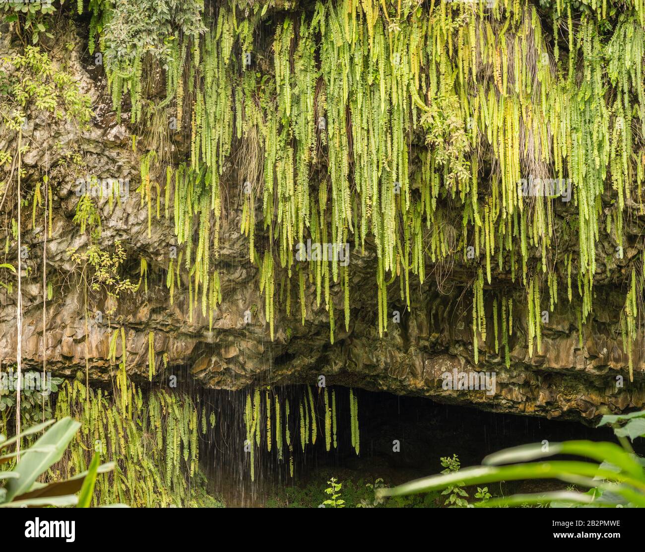 Detail der Farne und anderer Pflanzen, die an Felsen in der Fern Grotte am Fluss Wailua in Kauai hängen Stockfoto